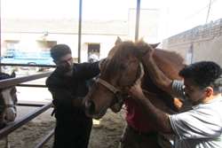 انجام تست مشمشه در اسب های خوزستان